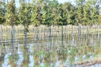 Floods Are Reshaping Mediterranean Agriculture – Can EU Policies Keep Up?